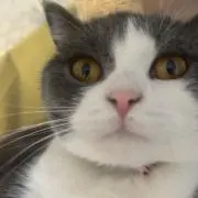 たくの画像