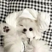 ゆきんこ