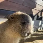 ppppptpの画像