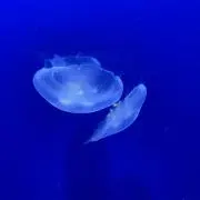 K.Kの画像