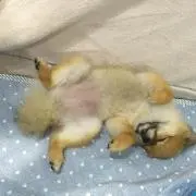 しょっち(プロフ必読)