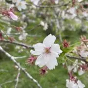ラマ