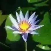 らんらんスマホの画像