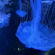 くらげの画像