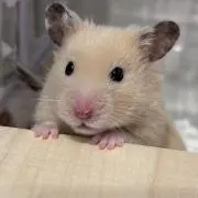 ＊akoshi＊の画像