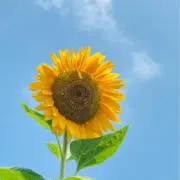 トトロの画像