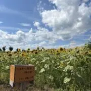 むくの画像