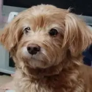 やんやんの画像