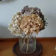 ドライフラワーの画像