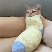 ぱややの画像