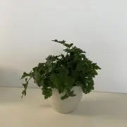 ゆきぽんの画像
