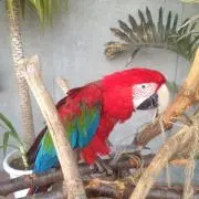 金剛インコの画像