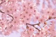 ❀さくらまる❀プロフ読んでね❀の画像