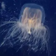 単３電池