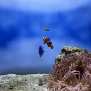 Juuuuの画像