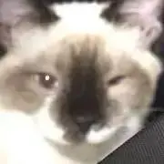 ぱぎゅの画像