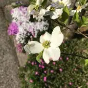 ハナミズキの画像