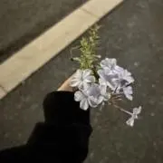Image of チョコ
