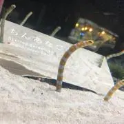 ちほの画像