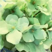 あかの画像