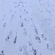 チャンスマンの画像