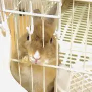 よーちゃん