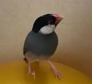 King-pippiの画像