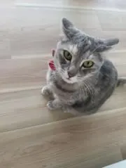 ねねちゃんの画像
