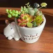 檸檬