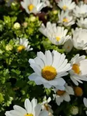 KOSACHIの画像