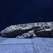 エ*ナ様 fenderengineroom すのこボード、Lvl8セット - メルカリ