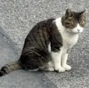 Image of あや