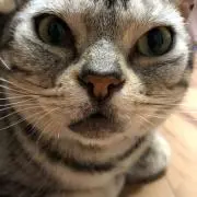 ふっきーの画像