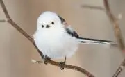 ピンハネまさし