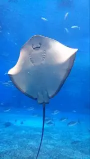 カッパスプミラの画像