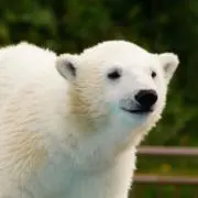くまくま