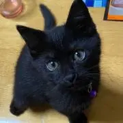 肝っ玉母ちゃん