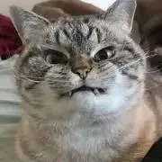 matonの画像