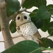 チイの画像