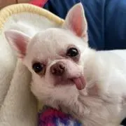 ココちゃん