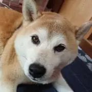 蘭丸