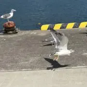 nの画像