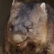 wombatの画像