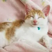 とば8524※ﾌﾟﾛﾌ確認お願いしますの画像