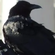 霞