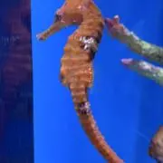 ネコザメの画像