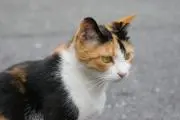 びぃとに君の画像