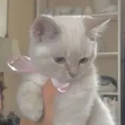 Rの画像