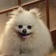 かぃちゃん
