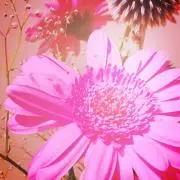 りんこの画像